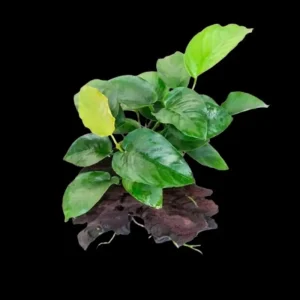 Anubias barteri var. nana sur souche / racine